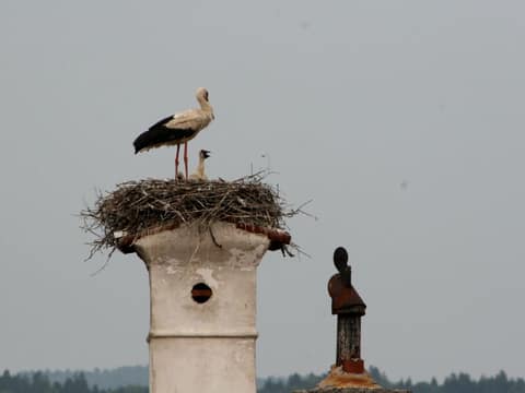 Štorklje v Planini – fotografija 12